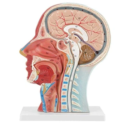 Imagen de Modelo de Anatomía humana. anatómico estudio médico media cabeza y cara. Musculatura la con macetas sangrías.