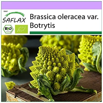 Imagen de SAFLAX Ecológico Coliflor Romanesco 50 semillas Brassica oleracea