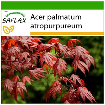 Imagen de SAFLAX Arce japonés 20 semillas Con sustrato estéril para cultivo Acer palmatum