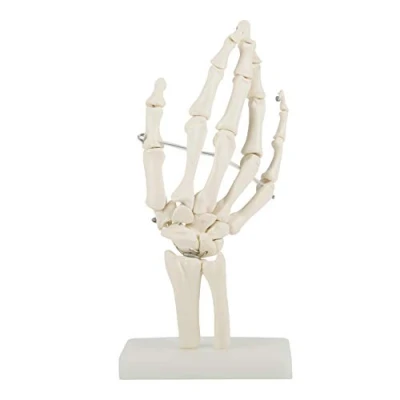 Imagen de Modelo De Esqueleto La Mano, Estudio Articulación Mano Humana Tamaño Natural, Para Escuelas, Hospital, Enseñanza Salud Física