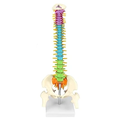 Imagen de QWORK® Modelo de Columna Vertebral con Pelvis y Muslos, Anatómico Colorido para Profesores Medicina Doctores 45cm
