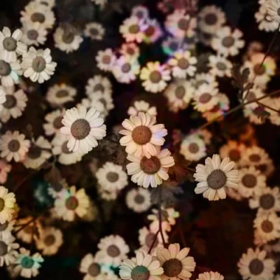 Imagen de The World Is Still Chaos, But I Feel Better [Vinilo]