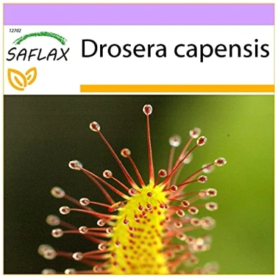 Imagen de SAFLAX Rocío de sol 200 semillas Drosera capensis