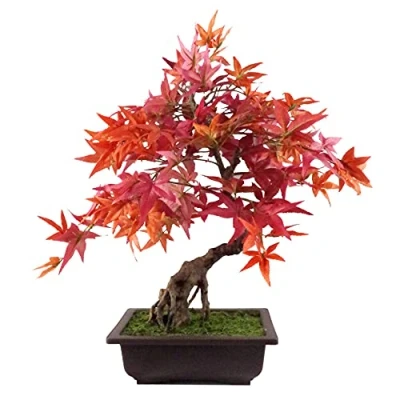 Imagen de Leaf Árbol de bonsái Artificial pequeño