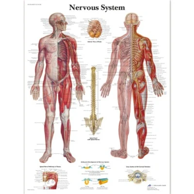 Imagen de 3B Scientific VR1620L Gráfico del sistema nervioso versión laminada