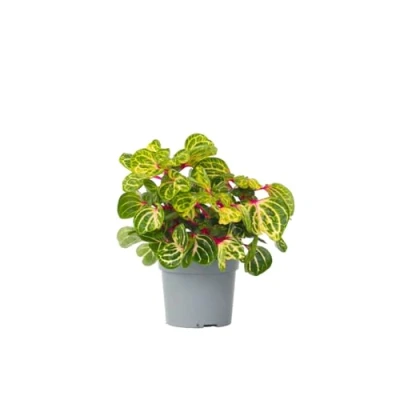 Imagen de Plant in a Box Iresine Herbstii &#039;Yellow&#039; Planta de bistec Amarillo interior Maceta 13cm Altura 20 30cm