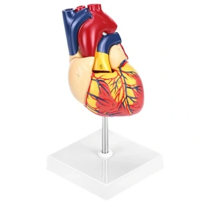 Imagen de QWORK® Modelo del Corazón Humano de Tamaño Natural, Científico 2 Partes con 34 Marcas Anatómicas, para Lecciones Medicina