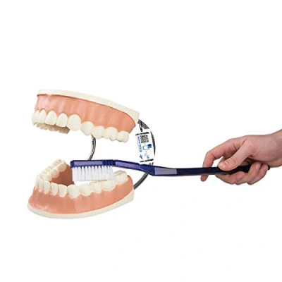 Imagen de 3B Scientific D16 Modelo de anatomía humana Cuidado dental, 3 Veces Su Tamaño Natural