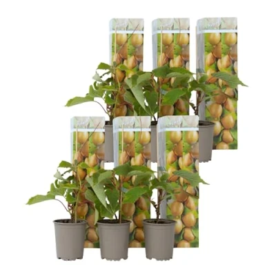 Imagen de Plant in a Box kiwi Actinidia &#039;Jenny&#039; Set de 6 Plantas Maceta 9cm Altura 20 40cm