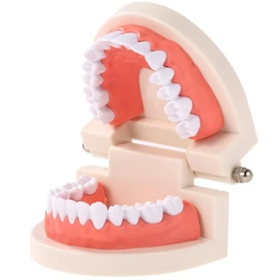 Imagen de FGXY Modelo De Dientes estÁndar, Dentales estÁndar Estudio Enseñanza Dental, Anatomico, Cuidado Bucal, Estándar