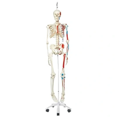Imagen de 3B Scientific A11/1 Esqueleto Max con Músculos y Colgado en Pie Metálico, 5 Ruedas Smart Anatomy, Soporte colgante