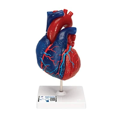 Imagen de 3B Scientific G01/1 Modelo de Corazón Magnético, Tamaño Real, 5 Piezas