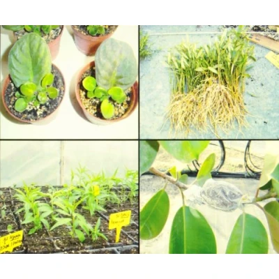 Imagen de Propagacion vegetal. Practicas