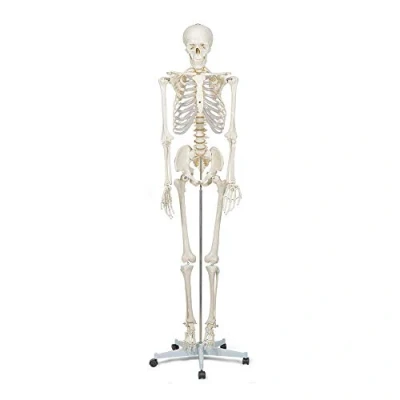 Imagen de Elementary Anatomy Modelo Anatómico Humano Buddy, de Esqueleto tamaño natural (175 cm) Incluye dos Pósters Didácticos la Anatomía Humana, para Enseñanza Escolar Halloween