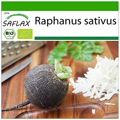 Imagen de SAFLAX Ecológico Rábano Español Negro 100 semillas Con sustrato estéril para cultivo Raphanus sativus
