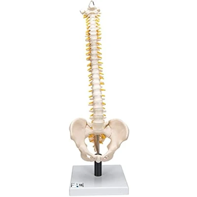 Imagen de 3B Scientific VB84 Modelo de anatomía humana Columna Flexible, Con Discos Intervertebrales Suaves + App gratuita Smart Anatomy