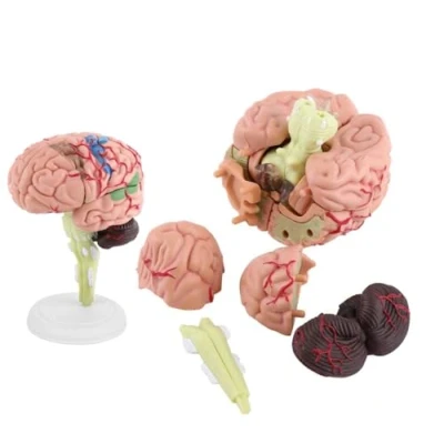 Imagen de UIGJIOG Human Body Brain 4D Modelo De Cerebro Desmontable Anatoma para Enseanza Y Aprendizaje Anatomia,Modelo Humano Desmontado Anatómico Multicoloured