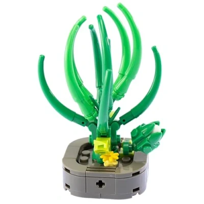 Imagen de Nice mattoncini exotic plants abuca spiralis