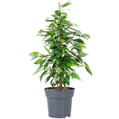 Imagen de Higo de abedul &#039;Forever&#039; Planta interior fácil limpiar, Ficus benjamini Altura aprox. 75 cm, diámetro maceta 17 cm