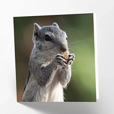 Imagen de Maturi Tarjeta de felicitación en blanco con imagen ardilla