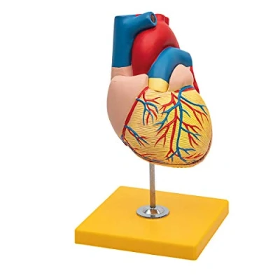 Imagen de Elementary Anatomy Modelo Anatómico Humano del Corazón de 2 partes con base Tamaño real Versión Económica para Enseñanza Escolar