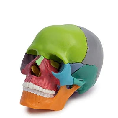 Imagen de Cranstein A 226 Mini cráneo de osteopatía 15 piezas didáctico Estudios y formación médica modelo anatomía del calavera