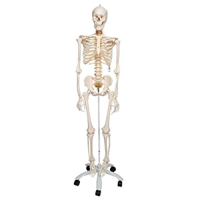 Imagen de 3B Scientific A15 Modelo Anatómico Humano Esqueleto Fred, Flexible Sobre Pie Metálico con 5 Ruedas + App de anatomía gratuita Smart Anatomy