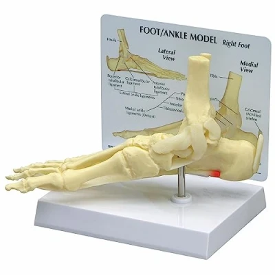 Imagen de GPI Anatomicals Modelo de fascitis plantar, pie/tobillo