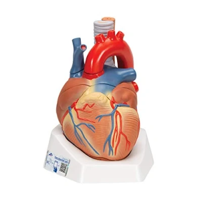 Imagen de 3B Scientific VD253 Corazón, En 7 Piezas + App de anatomía gratuita Smart Anatomy