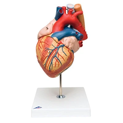 Imagen de 3B Scientific G13 Corazón Con Esófago y Tráquea, 2 Veces Su Tamaño Natural, de 5 Piezas + App anatomía gratuita Smart Anatomy