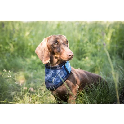 Imagen de Pañuelo refrescante para Perros Back on Track Cool
