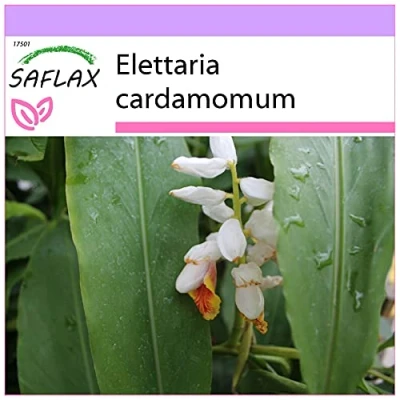 Imagen de SAFLAX Cardamomo 20 semillas Elettaria cardamomum