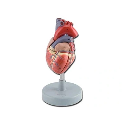 Imagen de Gima 40071 Modelo Corazón, 2 partes, paquete de 1 unidad