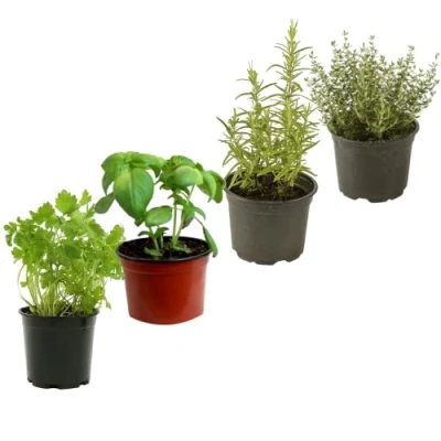 Imagen de DECOALIVE Set Perejil, Albahaca, Romero y Tomillo Plantas para Cocinar Comestibles Naturales