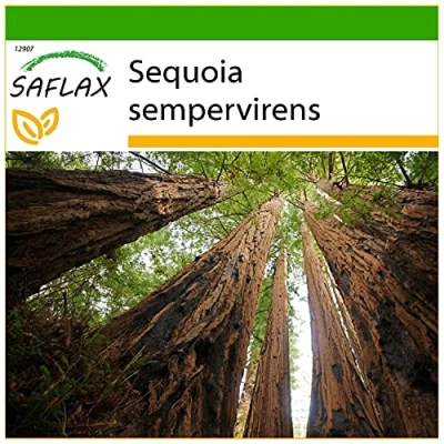 Imagen de SAFLAX Secuoya roja 50 semillas Con sustrato estéril para cultivo Sequoia sempervirens