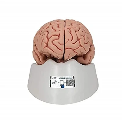 Imagen de 3B Scientific C18 Modelo Anatómico Humano Encéfalo Clásico, con 5 Partes + App de anatomía gratuita Smart Anatomy