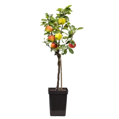 Imagen de Plant in a Box Malus Elstar, Jonagored, Golden Delicious Trío de manzanos Maceta 17cm Altura 60 70cm