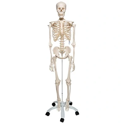 Imagen de 3B Scientific Modelo Anatómico Humano Esqueleto Stan (A10) Clásico de Tamaño Natural sobre Soporte Metálico con 5 Ruedas; incluye Software Anatomía Smart Anatomy