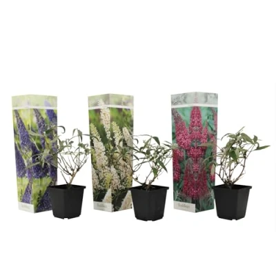 Imagen de Plant in a Box Buddleja Davidii Mix 3 diferentes arbustos de mariposa Maceta 9cm Altura 25 40cm