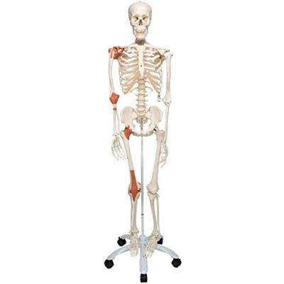 Imagen de 3B Scientific A12 Esqueleto con Tendones de las Articulaciones y Sobre Pie Metálico 5 Ruedas Smart Anatomy, Soporte clasico