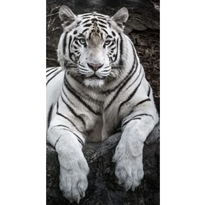 Imagen de Miracle Home. Toalla Microfibra Tigre, 100% Poliéster, 75 X 145 Cm. 15084