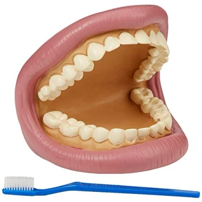 Imagen de TickiT 03083 Giant Teeth Demonstration set