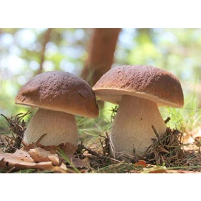 Imagen de Mycelio de Cepas Burdeos Kit cultivo setas 15 ml (tubo, ml)