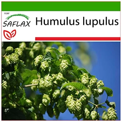 Imagen de SAFLAX Lúpulo 50 semillas Con sustrato estéril para cultivo Humulus lupulus