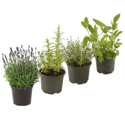 Imagen de Set Lavanda, Romero, Tomillo y Salvia 4 Hierbas Aromáticas Naturales