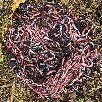 Imagen de Lombrices 1kg (2,000 uds. aprox.) Lombriz de tierra vivas Eisenia, elabora compost con tus residuos orgánicos Para vermicompostador/compostador/jardín