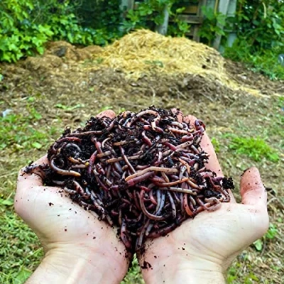 Imagen de WormBox Lombrices 5kg (10,000 uds. Aprox.) Lombriz de Tierra vivas Eisenia, Introducir/Agregar Gusanos en su jardín o huerto, reproducción Muy rápida