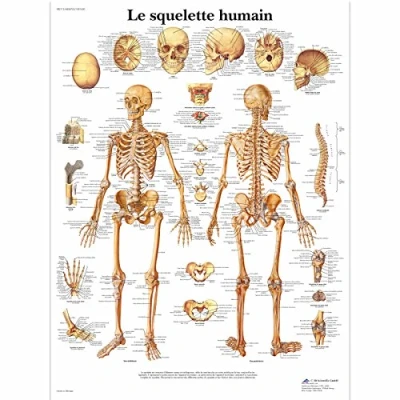 Imagen de 3B Scientific Tabla anatómica