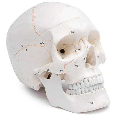 Imagen de Cranstein A 211 cráneo anatómico con numeración Estudios y formación médica modelo de anatomía del calavera