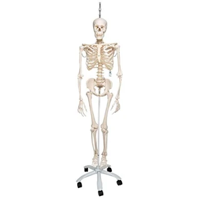 Imagen de 3B Scientific A15/3 Esqueleto Fisiológico Suspendido de Pie Metálico Con 5 Ruedas + App anatomía gratuita Smart Anatomy